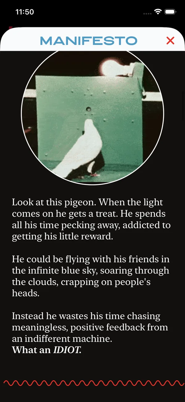 Manifesto: look at this pigeon, addicted to his little reward. What an idiot